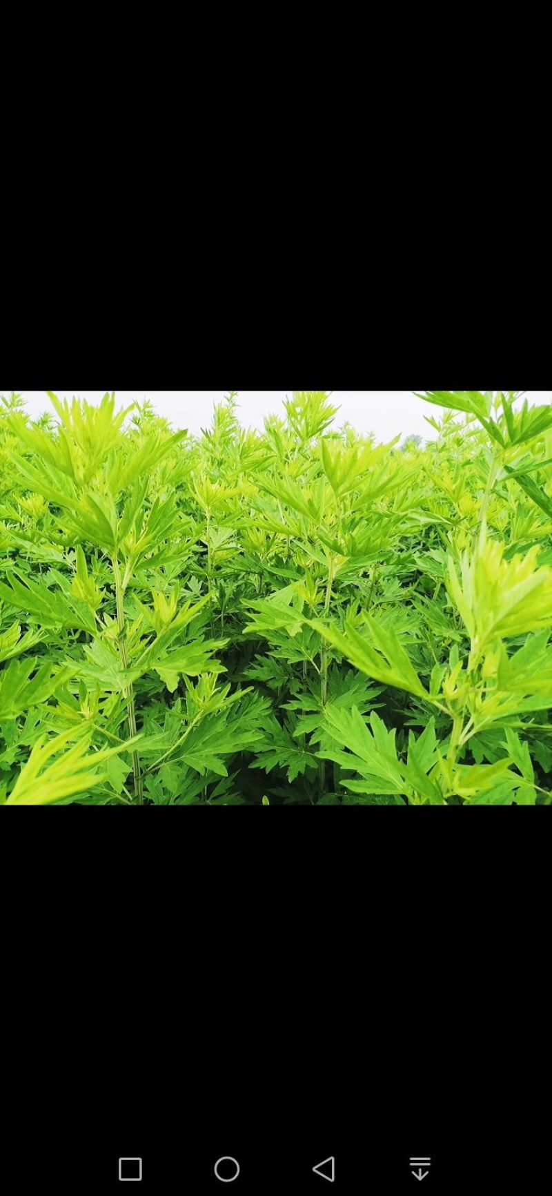 原产南阳品大叶干艾根，新货足干，价格实惠下单包邮