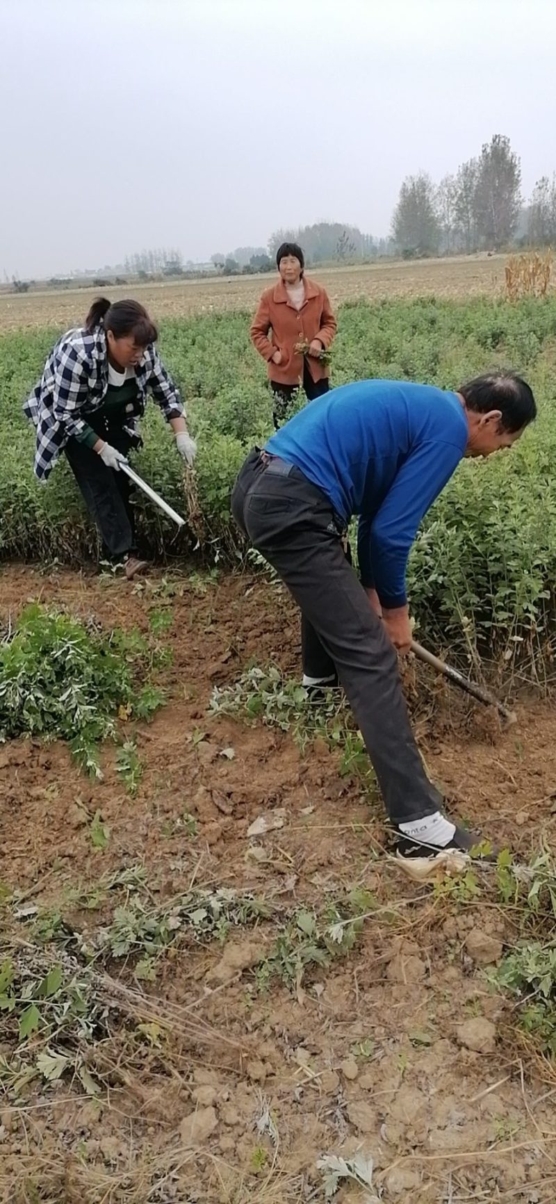 原产南阳品大叶干艾根，新货足干，价格实惠下单包邮