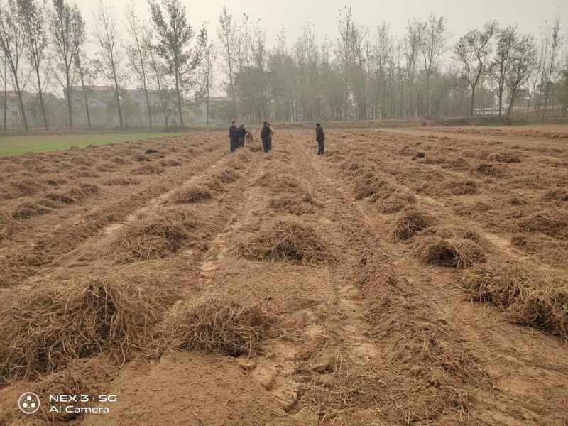 原产南阳品大叶干艾根，新货足干，价格实惠下单包邮