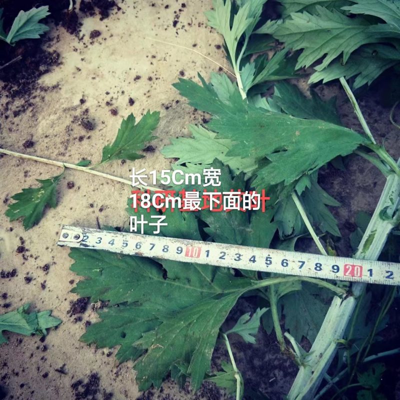 原产南阳品大叶干艾根，新货足干，价格实惠下单包邮