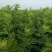 原产南阳品大叶干艾根，新货足干，价格实惠下单包邮