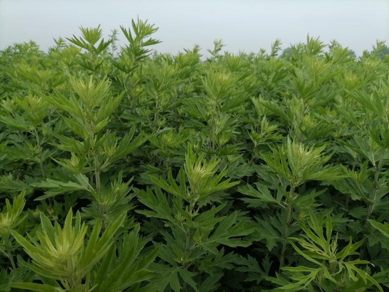 原产南阳品大叶干艾根，新货足干，价格实惠下单包邮