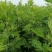 原产南阳品大叶干艾根，新货足干，价格实惠下单包邮