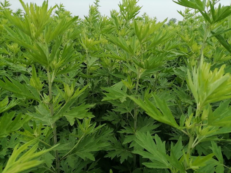 原产南阳品大叶干艾根，新货足干，价格实惠下单包邮