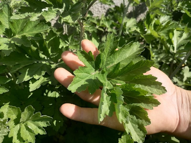 原产南阳品大叶干艾根，新货足干，价格实惠下单包邮