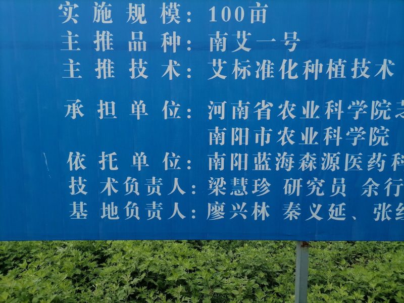 原产南阳品大叶干艾根，新货足干，价格实惠下单包邮
