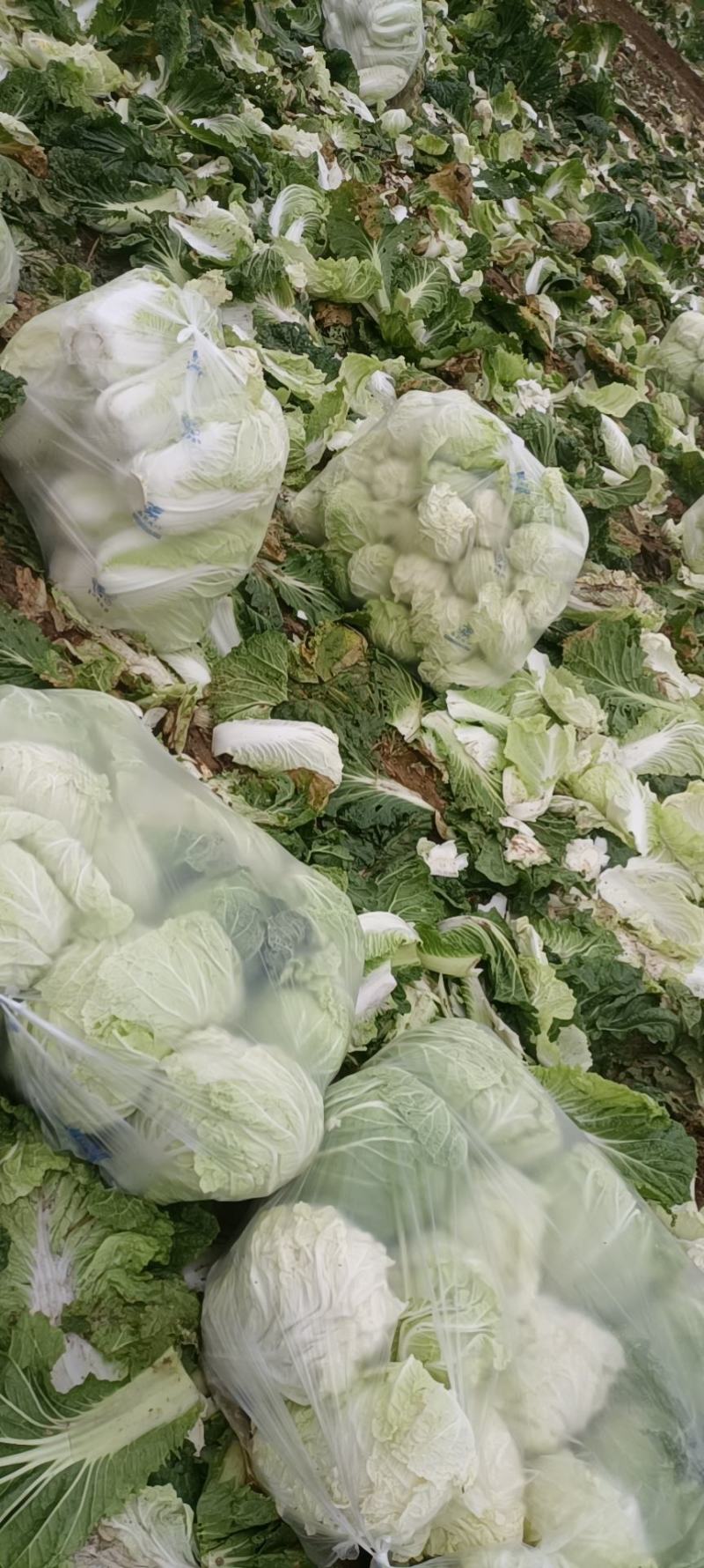 陕西宝鸡大白菜产地地头装货色白味美多汁，对接电商超市