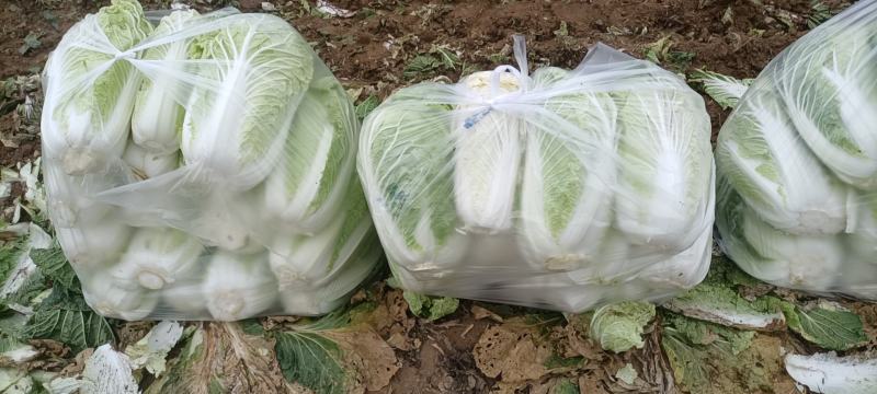 陕西宝鸡大白菜产地地头装货色白味美多汁，对接电商超市