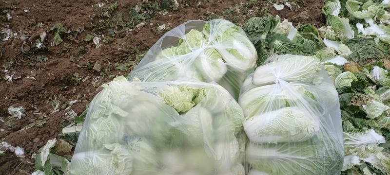 陕西宝鸡大白菜产地地头装货色白味美多汁，对接电商超市