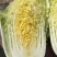 黄心白菜