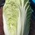 黄心白菜
