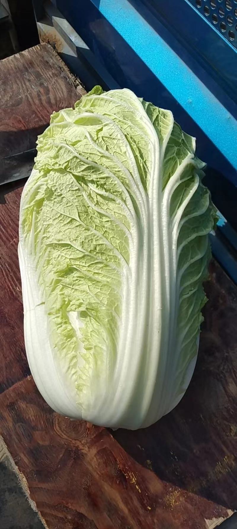 黄心白菜