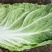 黄心白菜