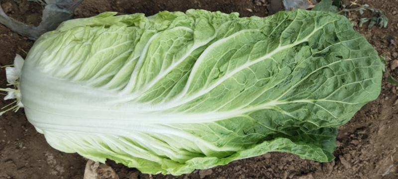 黄心白菜