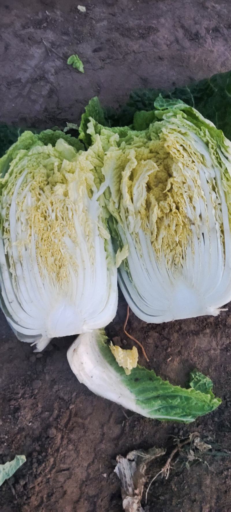 黄心白菜