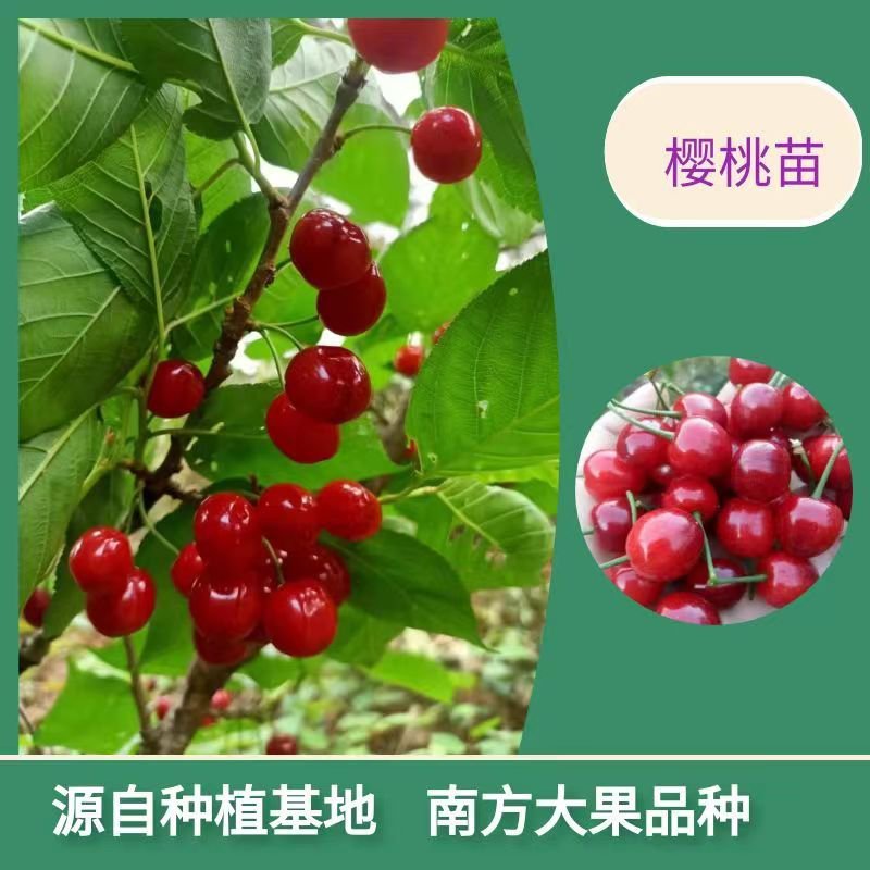 樱桃苗大果樱桃苗南方樱桃苗果大香甜耐储运特早熟