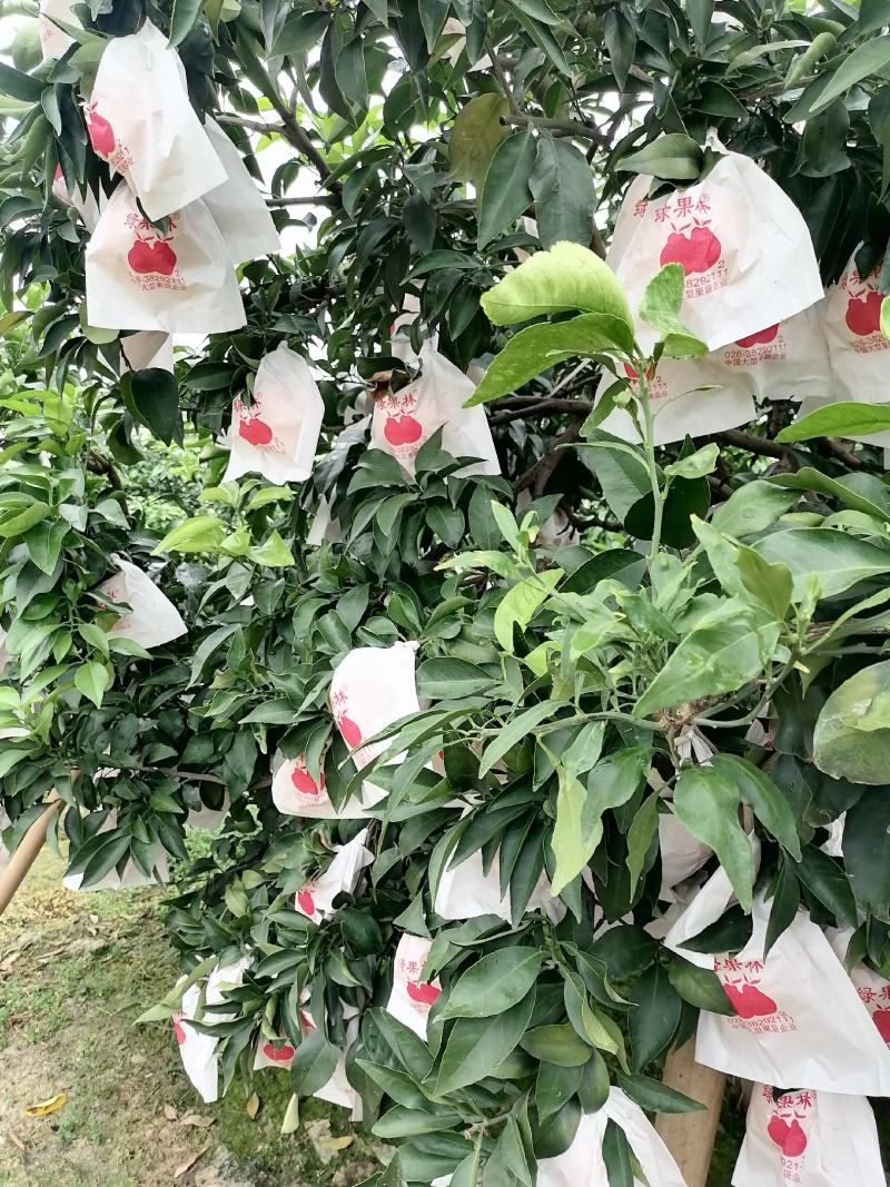 漂亮的套袋爱嫒已上市产地直供需要的联系