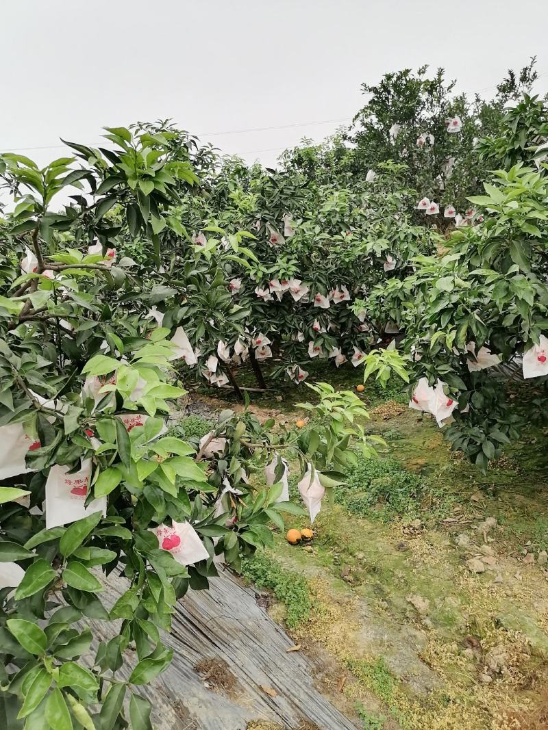 漂亮的套袋爱嫒已上市产地直供需要的联系