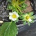 草莓
