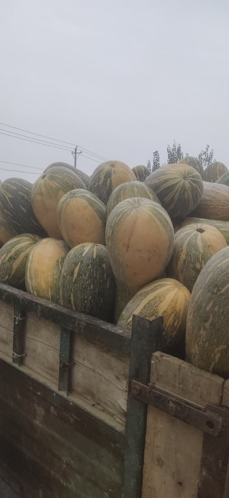 精品养殖南瓜，大量供应，养猪厂，养牛厂，养鸡厂，无烂无坏