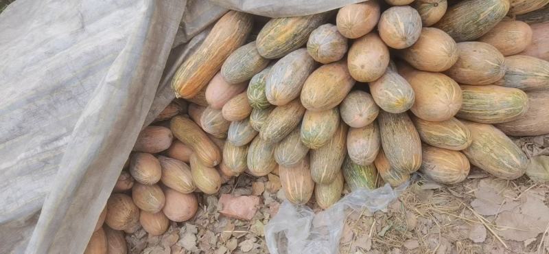 精品养殖南瓜，大量供应，养猪厂，养牛厂，养鸡厂，无烂无坏