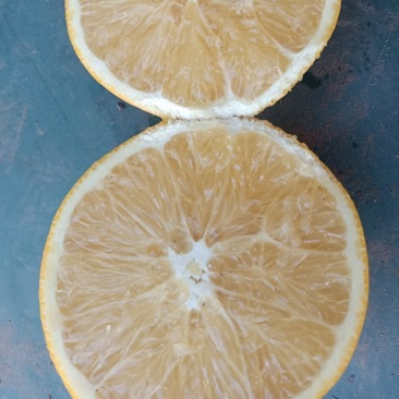 正宗湖北脐橙口感好