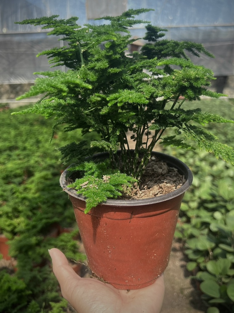 云竹，是非常漂亮观赏的风景，室内室外都可以养直