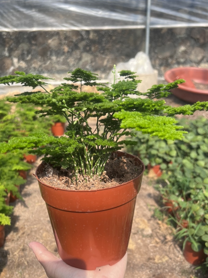 云竹，是非常漂亮观赏的风景，室内室外都可以养直
