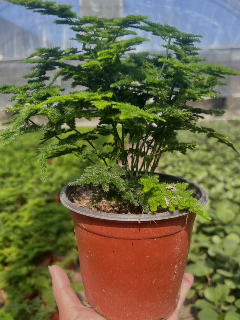 云竹，是非常漂亮观赏的风景，室内室外都可以养直