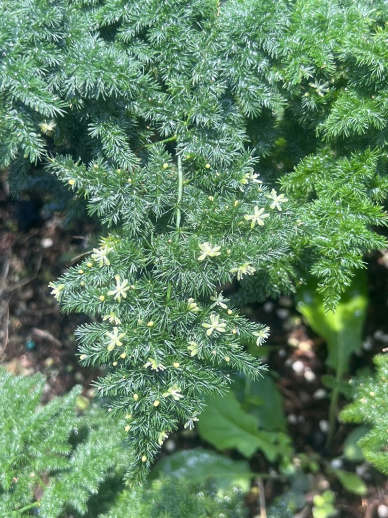 云竹，是非常漂亮观赏的风景，室内室外都可以养直