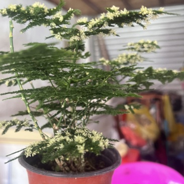 云竹，是非常漂亮观赏的风景，室内室外都可以养直