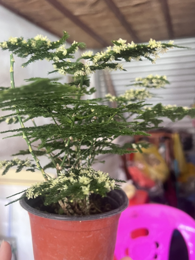 云竹，是非常漂亮观赏的风景，室内室外都可以养直
