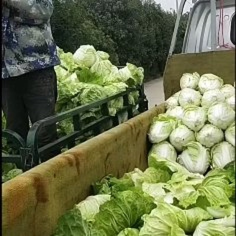 白菜上市，小五零，润田五号开卖，高筒，半高筒世初步上市