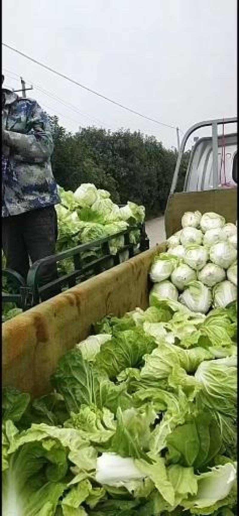 白菜上市，小五零，润田五号开卖，高筒，半高筒世初步上市