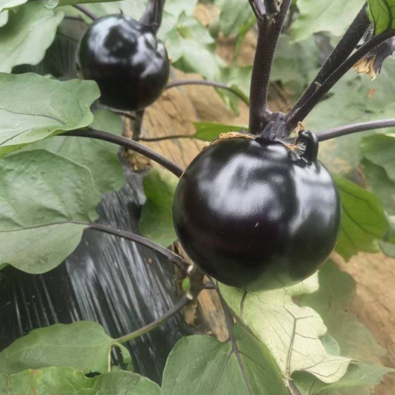 无籽黑骑士圆茄个大肉肥