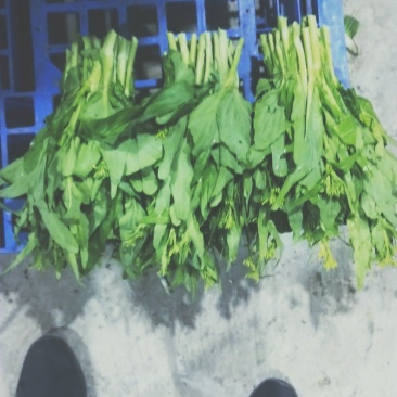 湖北白菜苔大量上市了，一手货源！