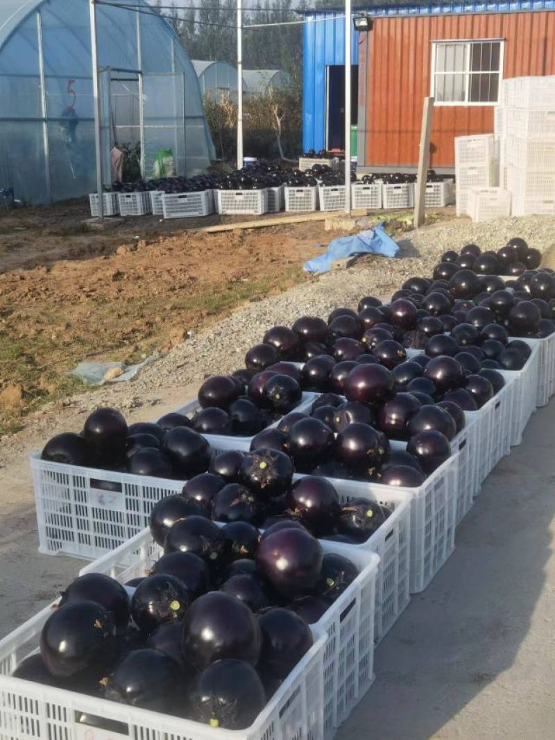 无籽黑骑士圆茄个大肉肥