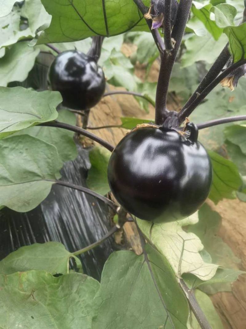 无籽黑骑士圆茄个大肉肥