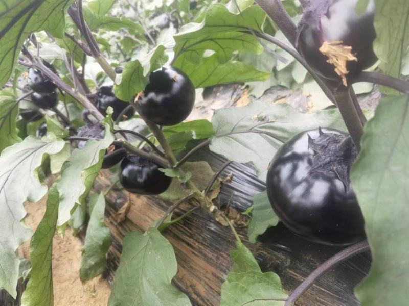 无籽黑骑士圆茄个大肉肥