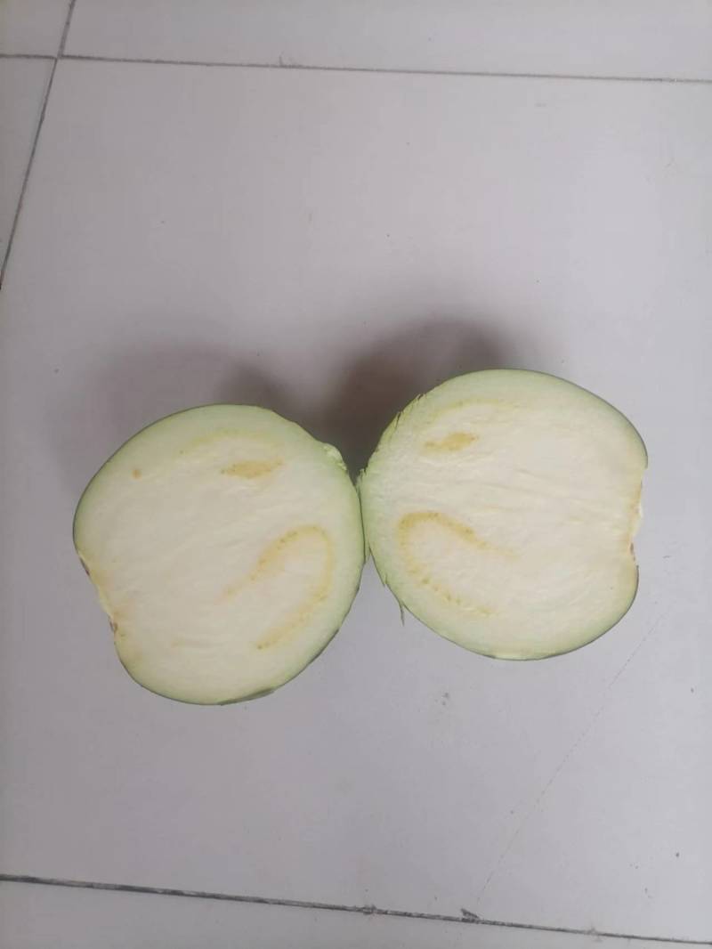 无籽黑骑士圆茄个大肉肥
