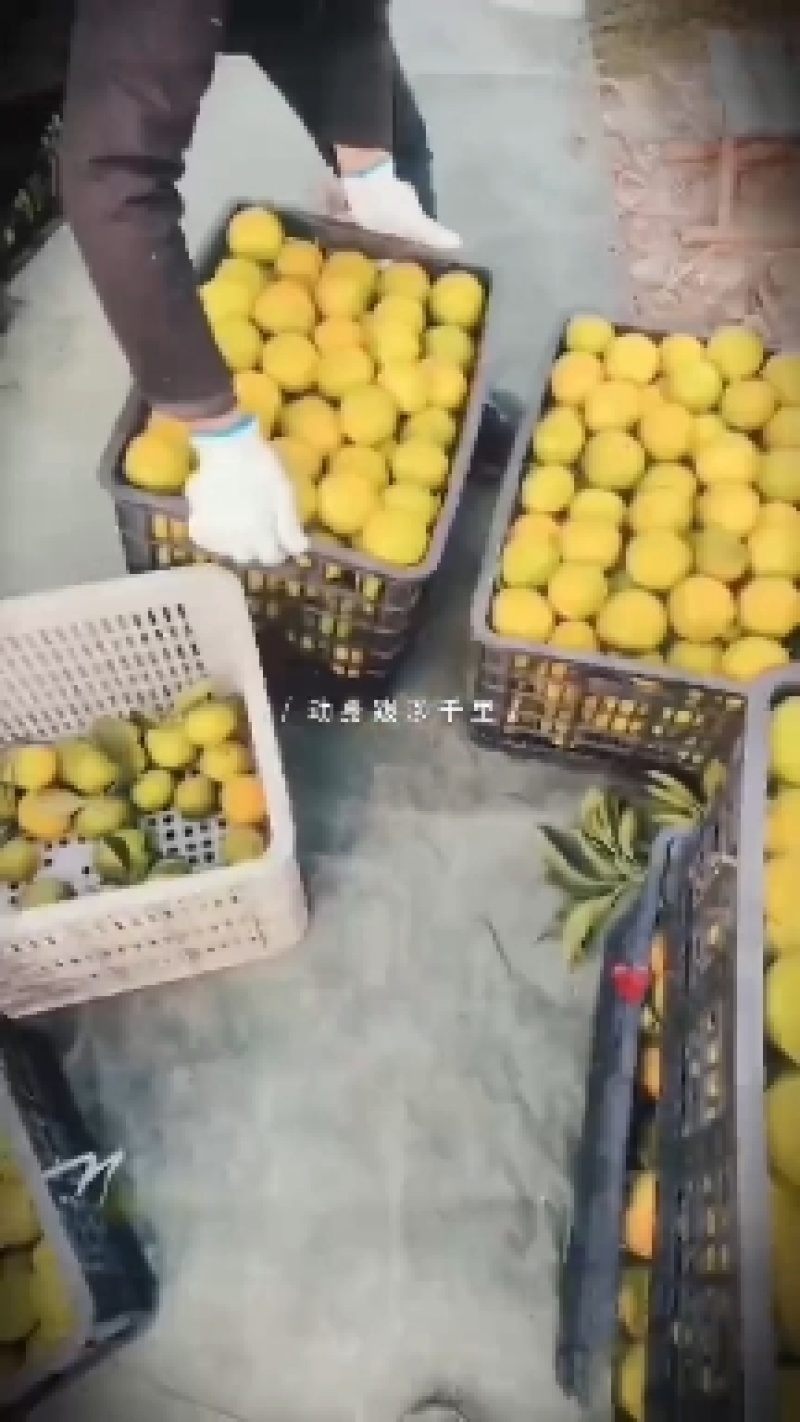 湖北蜜桔，皮薄，肉厚，汁多，现已大量上市！十二点左右糖！