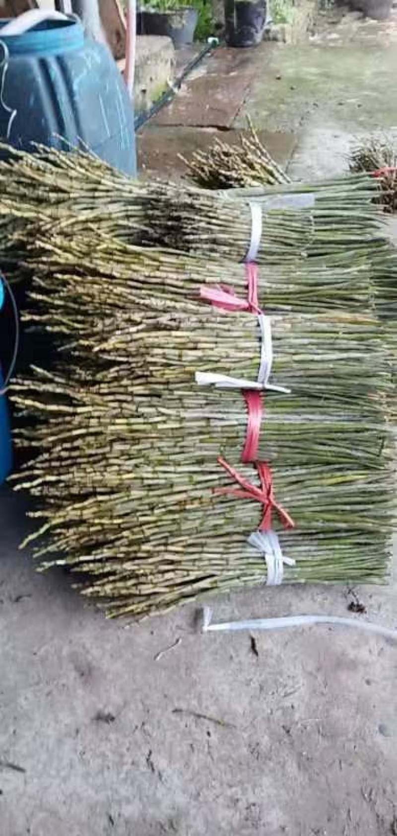 夹江叠鞘石斛苗，鲜条，马棒石斛鲜条，种苗都有货，需要的老