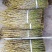 夹江叠鞘石斛苗，鲜条，马棒石斛鲜条，种苗都有货，需要的老