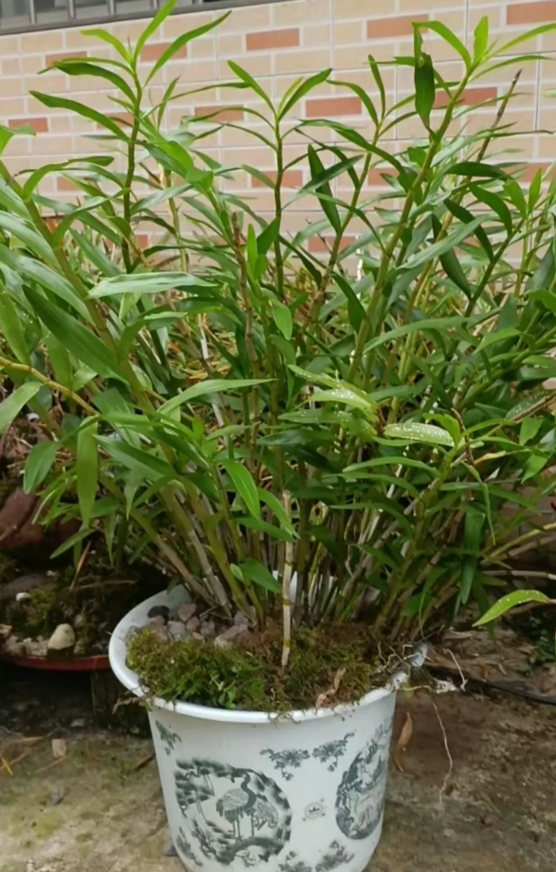 夹江叠鞘石斛苗，鲜条，马棒石斛鲜条，种苗都有货，需要的老