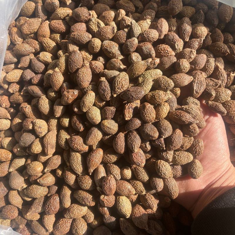 【胖大海】无硫大颗粒胖大海长果多规格可选包邮