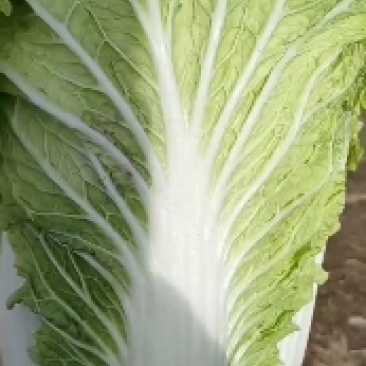 章丘三百亩大白菜大量上市，需要的联系
