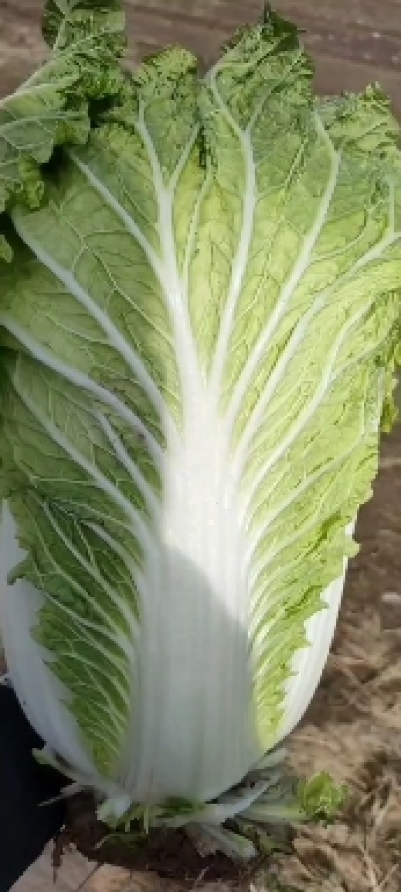 章丘三百亩大白菜大量上市，需要的联系