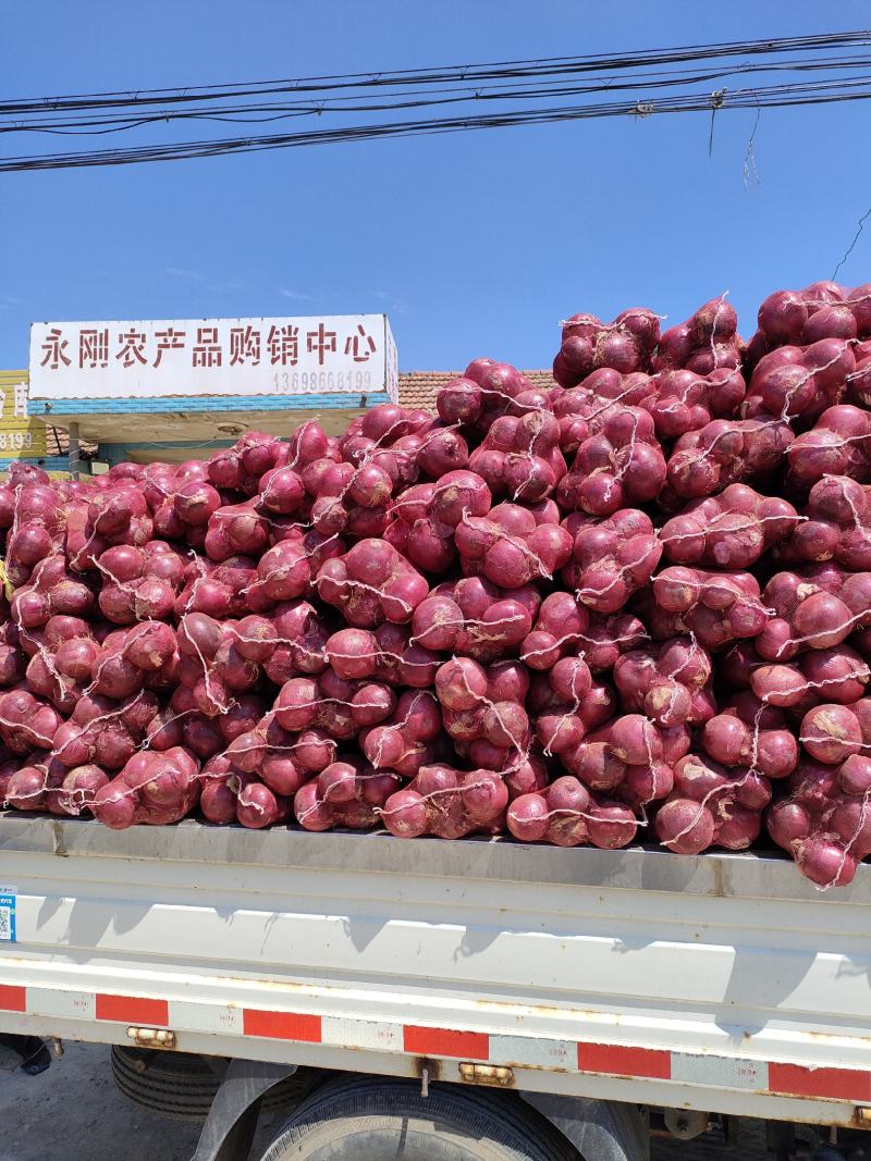 精品紫葱！水果味洋葱！好吃不辣！产地直销！平度特产！