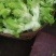 四川儿菜大娃娃菜现货供应商超直供全国发货