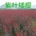 河北省唐山市遵化市新店子镇，紫叶矮樱苗